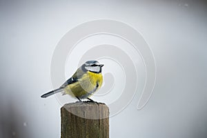 Bluetit bird in winter