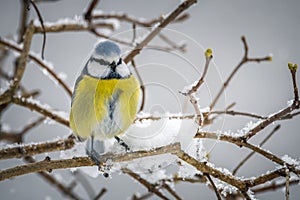 Bluetit bird in winter