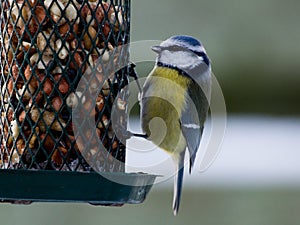 Bluetit on birdfeeder