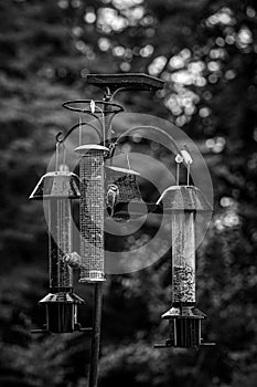 Bluetit birds on garden feeder