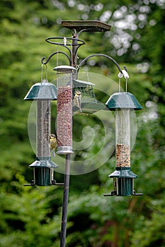 Bluetit birds on garden feeder