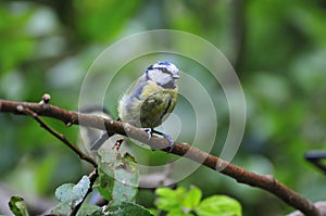 Bluetit on a branch.