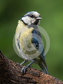 Bluetit on a branch