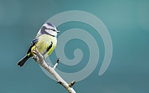 Bluetit on a branch