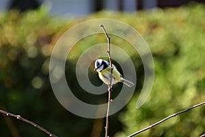 Bluetit at a branch in front of a green hedge