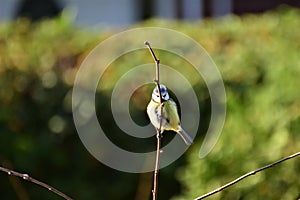Bluetit at a branch in front of a green hedge