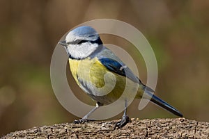 Bluetit on a branch looking left