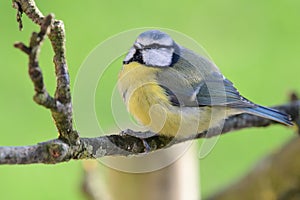 Bluetit cyanistes caeruleus