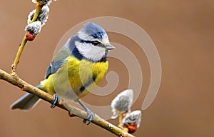 Bluetit Cyanistes caeruleus