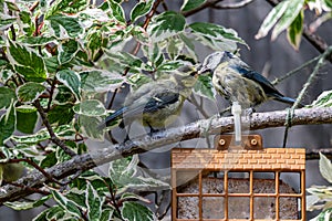Bluetit, cyanistes caeruleus, fledgeling demand food from garden feeder