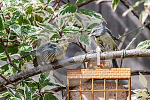 Bluetit, cyanistes caeruleus, fledgeling demand food from garden feeder