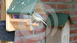 Bluetit eating peanut butter