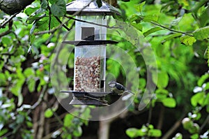 Bluetit Feeding.