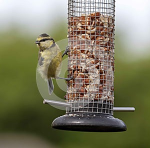 A Bluetit feeding from a bird feeder.