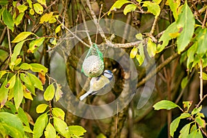 Bluetit feeding from fatball