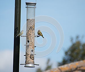A Bluetit and a Greenfinch eating seeds on a feeder together