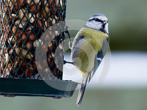 Bluetit looking at the photographer