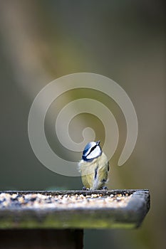 Bluetit Looking Up