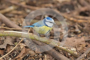 Bluetit on an old branch