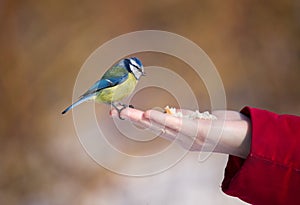 The bluetit on a palm