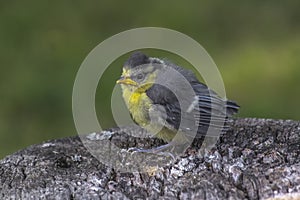 Bluetit Parus caeruleus