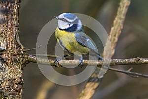 Bluetit Parus caeruleus