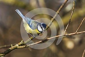 Bluetit Parus caeruleus