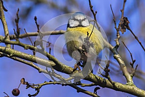 Bluetit Parus caeruleus