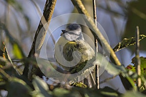 Bluetit Parus caeruleus