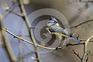 Bluetit Parus caeruleus