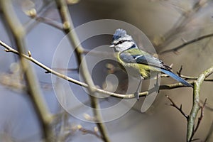 Bluetit Parus caeruleus