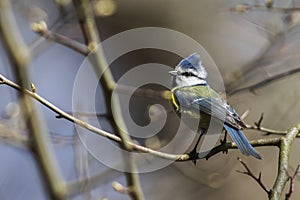 Bluetit Parus caeruleus