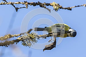 Bluetit Parus caeruleus