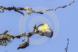 Bluetit Parus caeruleus