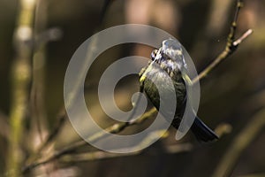 Bluetit Parus caeruleus