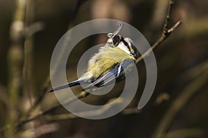 Bluetit Parus caeruleus