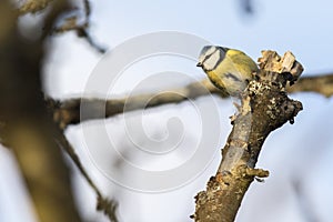 Bluetit Parus caeruleus