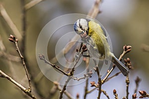 Bluetit Parus caeruleus