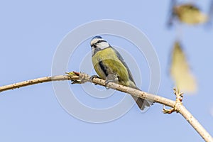 Bluetit Parus caeruleus