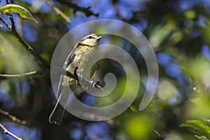 Bluetit Parus caeruleus