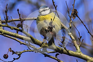 Bluetit Parus caeruleus