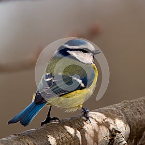 Bluetit (Parus caeruleus)