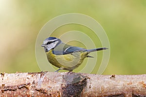 Bluetit (Parus caeruleus)