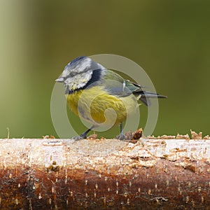 Bluetit (Parus caeruleus)