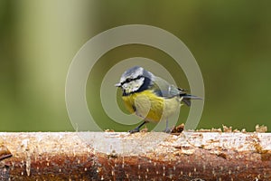 Bluetit (Parus caeruleus)