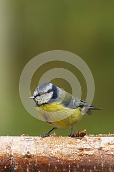 Bluetit (Parus caeruleus)