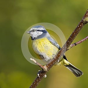 Bluetit (Parus caeruleus)