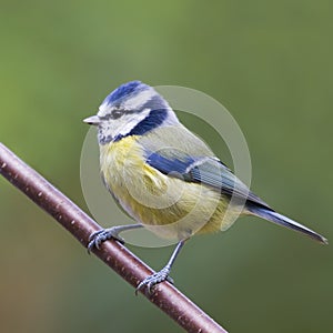 Bluetit (Parus caeruleus)