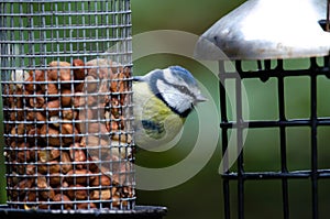 Bluetit on a peanut birdfeeder