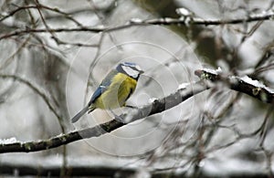 Bluetit perched in the snow